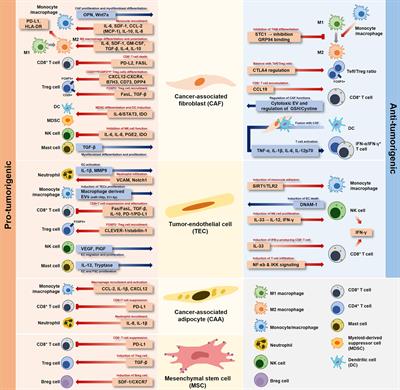 Dual Relationship Between Stromal Cells and Immune Cells in the Tumor Microenvironment